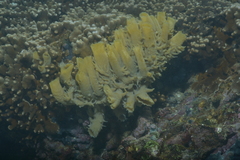 Callyspongia