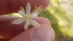 Chlorophytum appendiculatum
