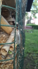 Phaeostigma