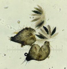 Podospora collapsa