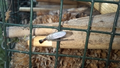 Phaeostigma