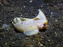 Ablabys macracanthus