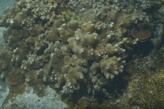 Montipora