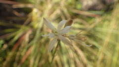 Chlorophytum appendiculatum