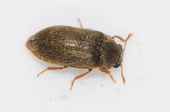 Byturus unicolor