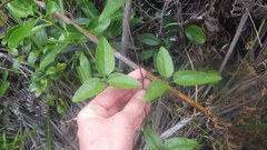 Clematis mauritiana