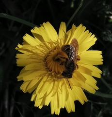 Halictus