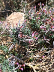 Teucrium balearicum