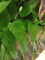 Drimiopsis