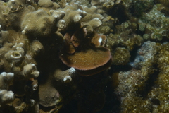 Montipora