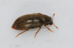 Byturus unicolor