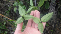 Clematis mauritiana