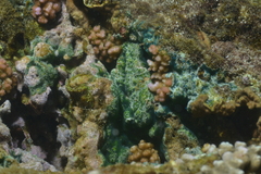 Ascidiacea