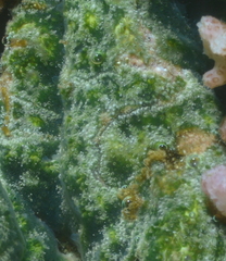Ascidiacea