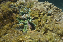 Ascidiacea