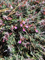 Teucrium balearicum