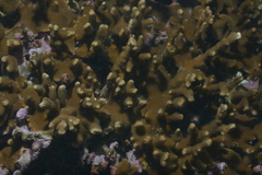 Montipora