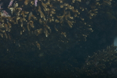 Montipora