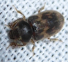 Heteroceridae
