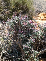 Teucrium balearicum