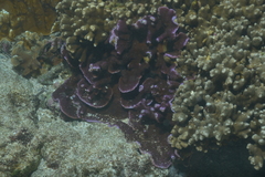 Scleractinia