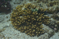 Acropora