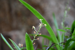 Liparis reflexa