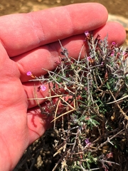 Teucrium balearicum