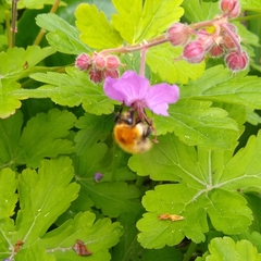 Bombus pascuorum
