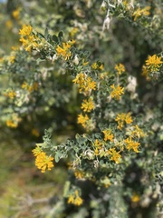 Medicago arborea