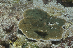 Montipora