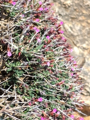 Teucrium balearicum