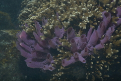 Callyspongia