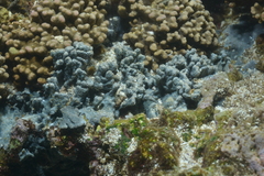 Porifera