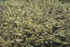 Acropora