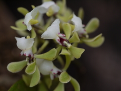 Smithsonia viridiflora