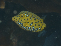 Ostracion cubicum