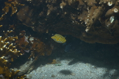 Ostracion cubicum