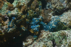 Ascidiacea