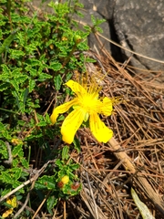 Hypericum balearicum