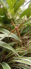 Argiope argentata
