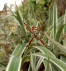 Argiope argentata