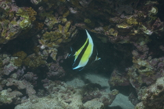Zanclus cornutus
