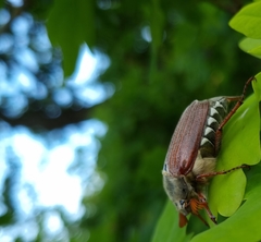 Melolontha melolontha