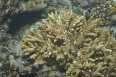 Acropora