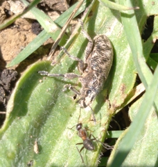 Cyphocleonus dealbatus