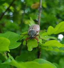 Melolontha melolontha