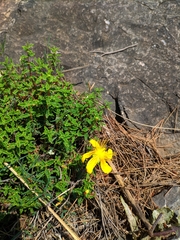 Hypericum balearicum