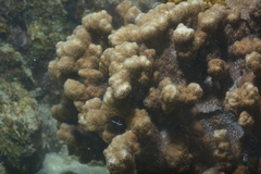 Scleractinia