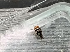 Cryptocephalus luteosignatus